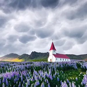 Lutheran Myrdal church surrounded by blooming lupine flowers, Vik, Iceland. Stormy sky with menacing mammatus clouds on background