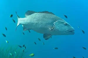 Visibility Prints: A Lutjanus jocu, or dog snapper