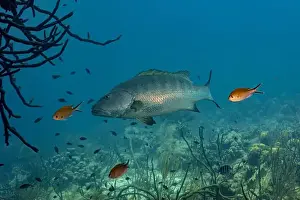 Environmentalism Prints: A Lutjanus jocu or dog snapper swims prominently among various smaller reef fish in the clear