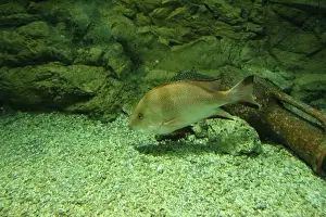 Snapper Prints: Lutjanus rivulatus at the bottom of the aquarium side view Fish in the aquarium
