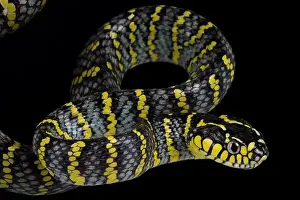 Tree Snake Prints: Luzon mangrove snake (Boiga dendrophila divergens)