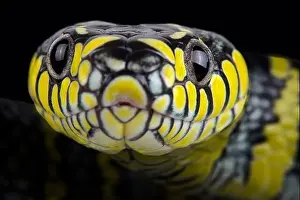 Tree Snake Prints: Luzon mangrove snake (Boiga dendrophila divergens)