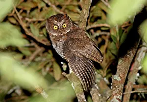Threatened Prints: Luzondwergooruil, Luzon Scops-Owl, Otus longicornis