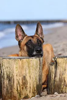 Lies Prints: lying Malinois