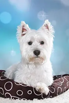 Cushion Prints: lying West Highland White Terrier