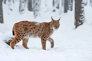 Wildcat Prints: A lynx elegantly strides through a snowy forest