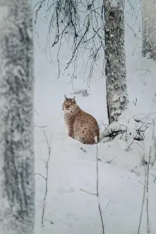 Boreal Prints: Lynx sat in the snow next to tree in wildlife park in Ranua, Lapland