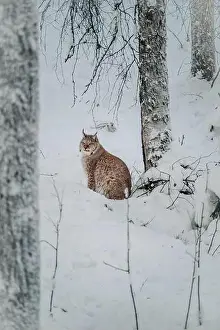 Boreal Prints: Lynx sat next to tree in snow in wildlife park in Ranua, Lapland