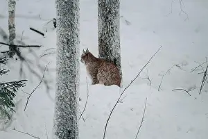 Boreal Prints: Lynx sitting in snow next to tree in wildlife park in Ranua, Lapland