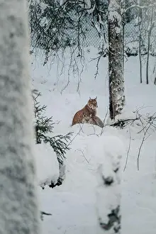 Boreal Prints: Lynx sitting next to tree in wildlife park in Ranua, Lapland