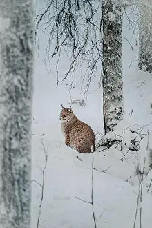 Boreal Prints: Lynx in snow in wildlife park looking forwards in Ranua, Lapland