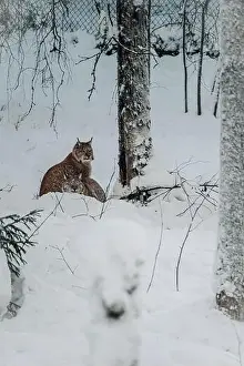 Boreal Prints: Two lynx under tree in the snow in wildlife park in Ranua, Lapland