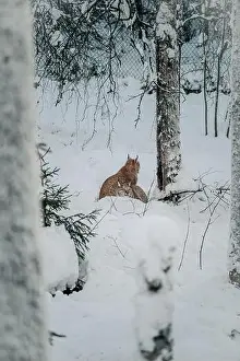Boreal Prints: Two lynx under tree in wildlife park in Ranua, Lapland