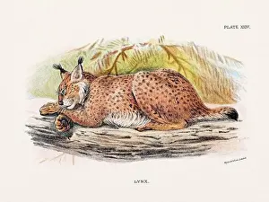 Serval Prints: Lynx. Vintage illustration of a wild cat from a 19th-century natural history book detailing feline species