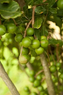 Durban Prints: Macadamia nut trees. South of Durban, South Africa