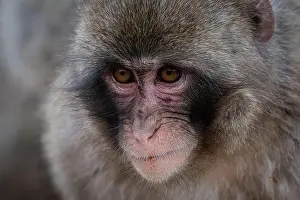 Awake Prints: macaque monkey at Arashiyama monkey park, Kyoto, Japan