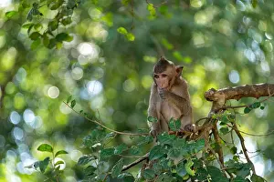 Macaque Prints: Macaque sucking thumb