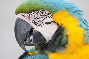 Plume Prints: Macaw parrot head close-up