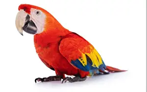 Punta Prints: Macaw Parrot isolated on white background