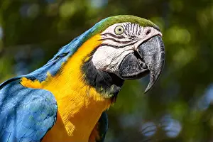 True Prints: Macaw between vegetation of the Brazilian rainforest