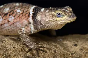 Lizards Prints: MacDougall's Spiny Lizard (Sceloporus macdougalli)