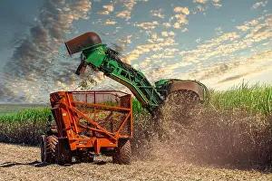 Peanut Prints: Machine harvesting sugar cane plantation