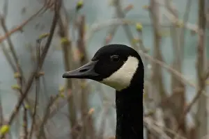 Invasive Prints: A macro of a Canada goose along the Niagara River