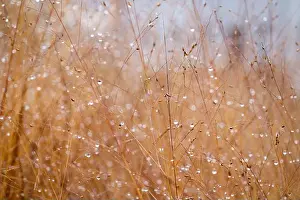 Early Morning Prints: Macro close-up of dry grasses covered with dew droplets, glowing in soft golden light