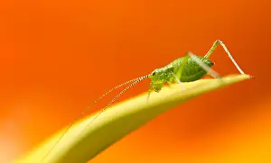 Bugs Prints: Macro, close side view of male speckled bush-cricket insect (Leptophyes punctatissima)