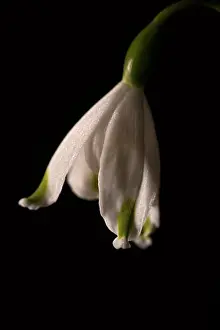 Genus Prints: Macro close up of a white colored snowdrop which is a Spring flower on a black colored background