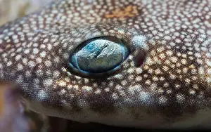 Close To Prints: Macro closeup photo of a Puffadder shyshark (Haploblepharus edwardsii) face and eye