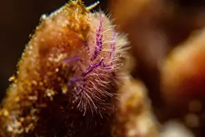 Critter Prints: Macro life - Bangka