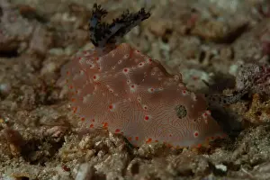 Critter Prints: Macro life - Bangka