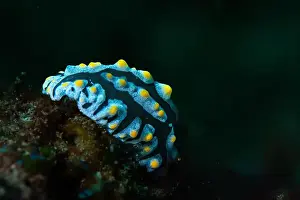 Critter Prints: Macro life - Bangka