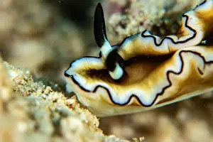 Critter Prints: Macro life - Bangka