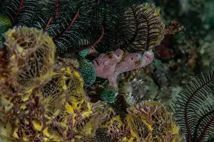 Critter Prints: Macro life - Bangka