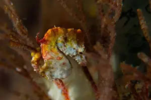 Macro Life Prints: Macro life - Bangka Island