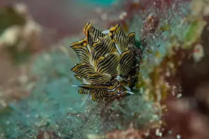 Macro Life Prints: Macro life - Bangka Island