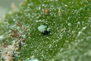Macro life - Bangka Island