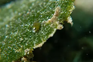 Meska Skola Prints: Macro life - Bangka Island