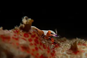 Critter Prints: Macro life - Bangka Island
