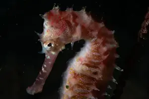 Critter Prints: Macro life - Bangka Island