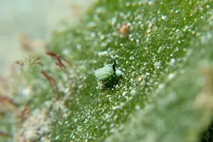 Meska Skola Prints: Macro life - Bangka Island