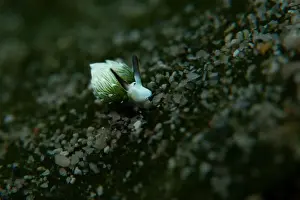 Meska Skola Prints: Macro life - Bangka Island
