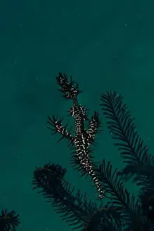 Meska Skola Prints: Macro life - Bangka Island