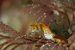 Macro Life Prints: Macro life - Bangka Island