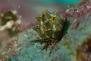Macro Life Prints: Macro life - Bangka Island