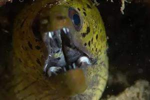 Critter Prints: Macro life - Bangka Island