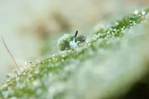 Meska Skola Prints: Macro life - Bangka Island