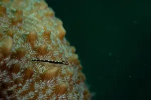 Meska Skola Prints: Macro life - Bangka Island